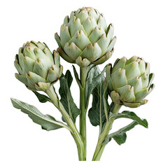 Obraz premium Three artichokes with green leaves showcasing their unique shape and texture in a striking composition. isolated on white background and transparent background