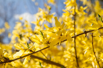 Forsythia plant blooming on a sunny day in spring 