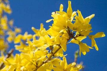 Forsythia plant blooming on a sunny day in spring 