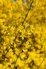 Forsythia plant blooming on a sunny day in spring 