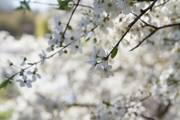 Myrobalan plum tree blooming in early spring with white flowers