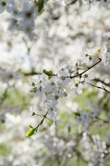 Myrobalan plum tree blooming in early spring with white flowers
