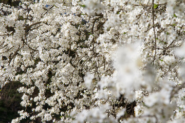 Myrobalan plum tree blooming in early spring with white flowers