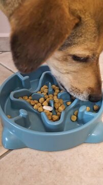 Dog eating dry food from slow feeder bowl at home. Close-up vertical video showing pet swallowing a capsule for pet nutrition, health care, and feeding behavior. mongrel dog starts eating kibble