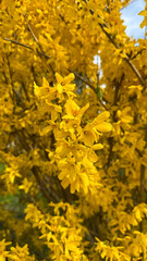 Golden Yellow Forsythia Blossoms on a Sunny Spring Day. Bright yellow flowers forsythia bloom in...