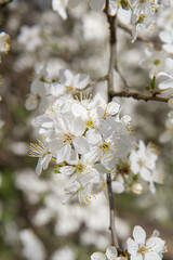 Myrobalan plum tree blooming in early spring with white flowers