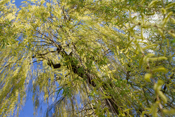 Weeping willow tree in a park seen upwards against a blue sky