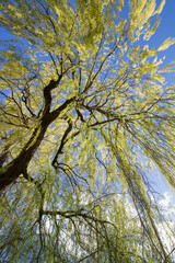 Weeping willow tree in a park seen upwards against a blue sky