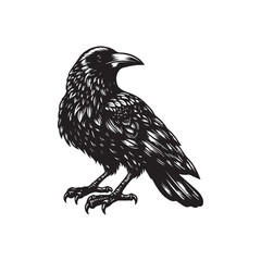 eagle vector illustration