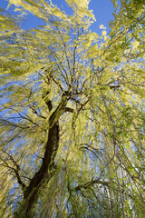 Weeping willow tree in a park seen upwards against a blue sky