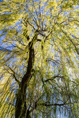 Weeping willow tree in a park seen upwards against a blue sky