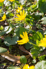 The lesser celandine or fig buttercup (Ficaria verna) blooming on a sunny day in early spring 
