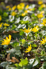 The lesser celandine or fig buttercup (Ficaria verna) blooming on a sunny day in early spring 
