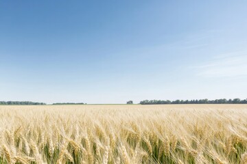 wheat field under vast tranquil sky