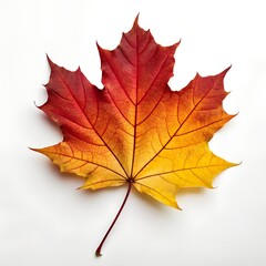 Fototapeta premium Colorful autumn maple leaf in red, orange, and gold isolated on white background