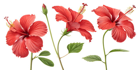 set of red hibiscus flowers isolated on white background, PNG