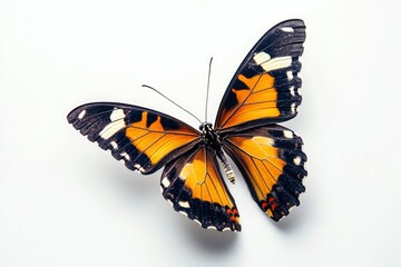 Obraz premium Orange and Black Butterfly on White Background with Open Wings Detail