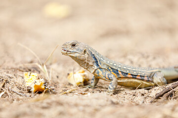 Closeup of big lizard on a dried out hay