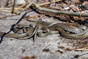 Grass snake weddings at spring