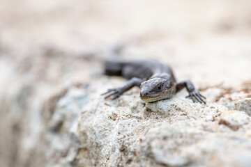 Closeup portrait of a black lizard on a man made concrete rock