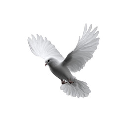 Fototapeta premium white dove flying on the transparent background transparent background
