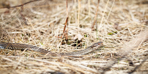Viper snakes closeups at spring