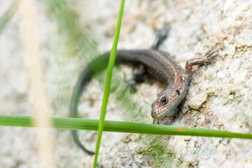 Closeup of a lizard on a stone behind green grass blades