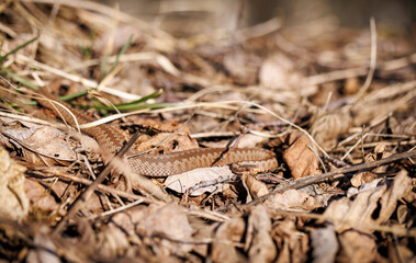Viper snakes closeups at spring