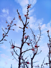 Apricot blossom in spring