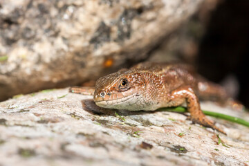 Closeup of a brown lizard in sunlight