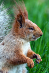 Profile portrait of a one-eyed red-haired molting squirrel, a squirrel with severe physical injury.