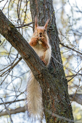 In spring, a one-eyed, molting, pregnant, hungry red squirrel with enlarged nipples sits on a thick tree branch and greedily eats a piece of bread with its mouth open.