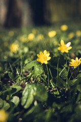 The lesser celandine or fig buttercup (Ficaria verna) blooming on a sunny day in early spring 
