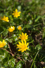The lesser celandine or fig buttercup (Ficaria verna) blooming on a sunny day in early spring 
