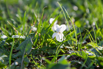 Sweet violet (Viola odorata) blooming on a sunny day in early spring