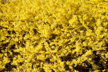 Forsythia plant blooming on a sunny day in spring 
