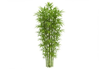 Obraz premium A full view of a tall bamboo plant with green leaves isolated on a plain white background studio shot