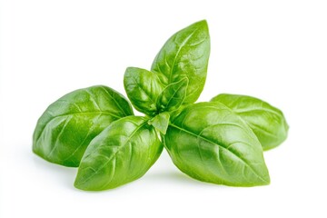 Fototapeta premium Fresh Basil Leaves Isolated on White Background Used in Cooking