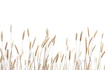Fototapeta premium Wheat Field Border with Brown Stalks and White Background Illustration