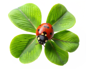 ladybug on green leaf isolated on white background