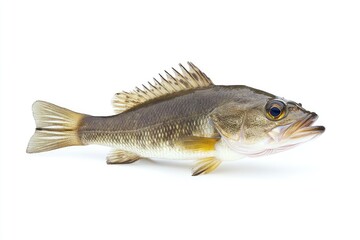 Fototapeta premium Isolated Freshwater Bass Fish Specimen Side View for Culinary Preparation
