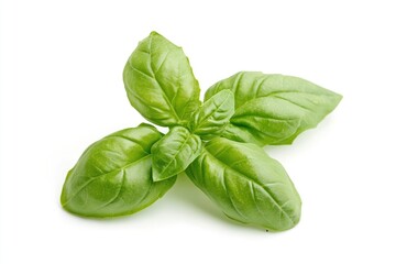 Fresh Basil Leaves on White Background for Culinary Use