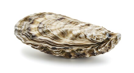 Close-up Studio Shot of a Single Oyster Shell AI Generated
