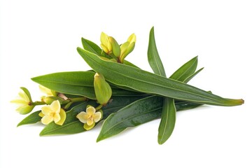 Fototapeta premium Isolated Branch with Green Leaves and Pale Yellow Flowers on White Background
