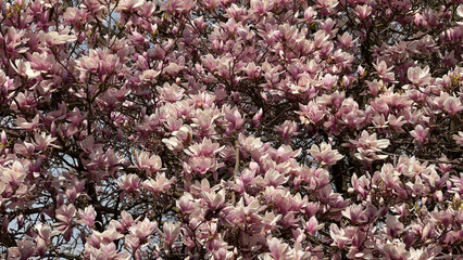 Blooming Magnolia Tree Full of Delicate Pink and White Flowers in Spring. A lush magnolia tree in full bloom showcasing delicate pink and white blossoms under sunlight, capturing the essence of nature