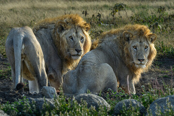 lions in Serengeti