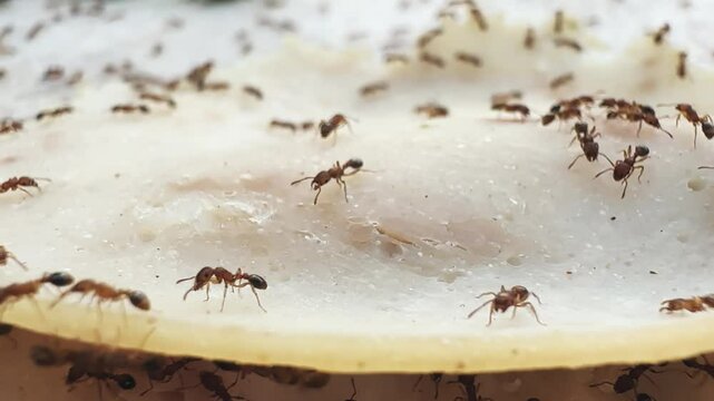 Numerous ants gathered on a piece of food outdoors
