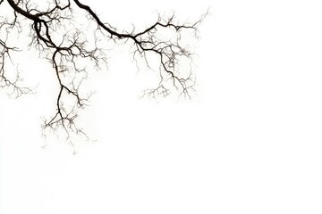 Fototapeta premium Silhouetted Tree Branches Against a White Background Creates a Stark Contrast