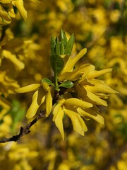 Bright yellow flowers on spring branch tip of Border Forsythia shrub, latin name Forsythia Intermedia, sunlit by spring afternoon sunshine. 
