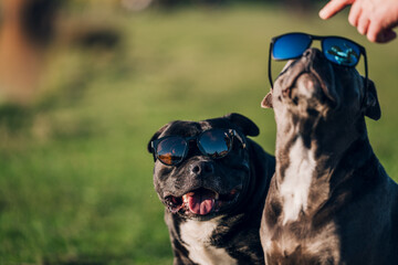 dogs wearing sunglasses and sunbathing (high resolution)